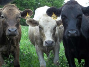 Ritscher Cows compact