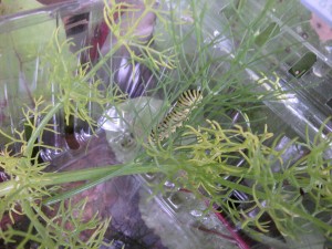 Swallowtail Butterfly Caterpillar