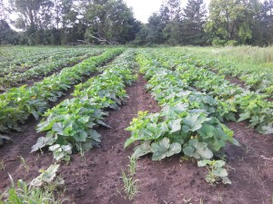 Winter Squash after small