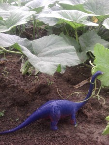 Winter Squash bronto 2