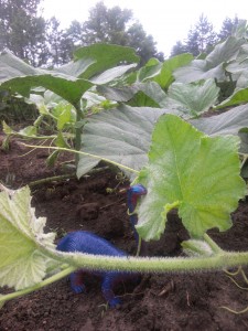 Winter Squash bronto