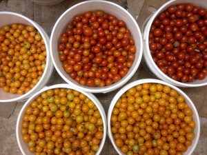 week 9 cherry tomatoes