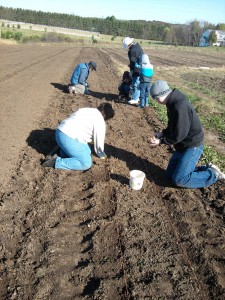 gp planting garlic