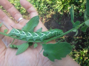 horn worm