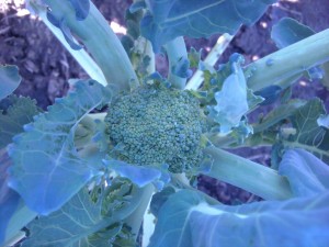 fall broccoli small head