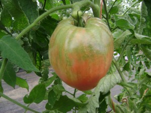 Hungarian Heart Tomato