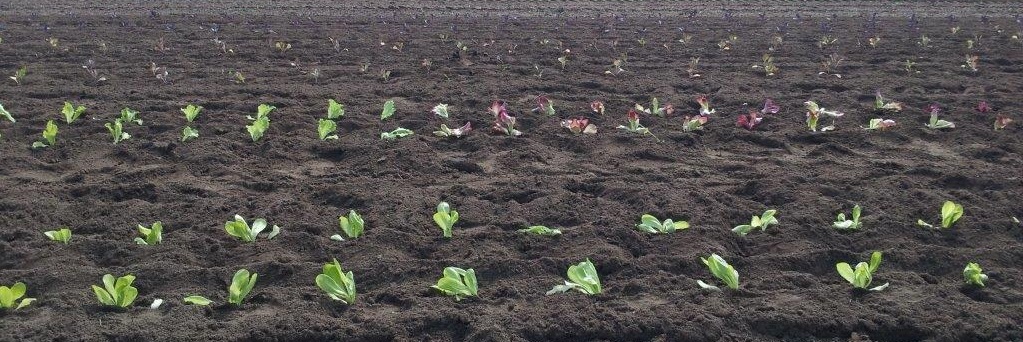 Lettuce Transplants