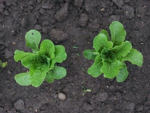 Romaine Lettuce