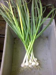 green garlic