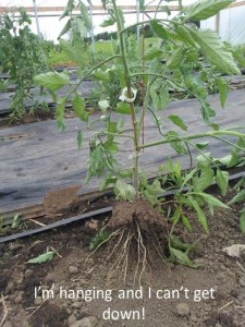hanging tomato