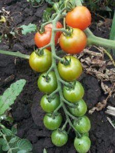 Cherry tomatoes
