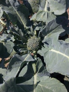 First Broccoli