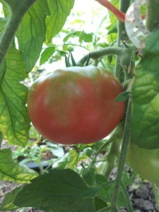 First Tomato