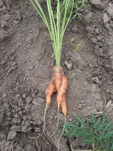 Where baby carrots come from.