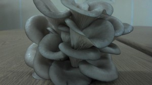 Oyster Mushrooms