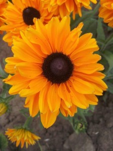 black eyed susan