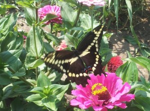 swallowtail butterfly compact