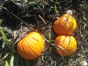 Pumpkins