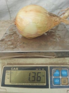 big onion