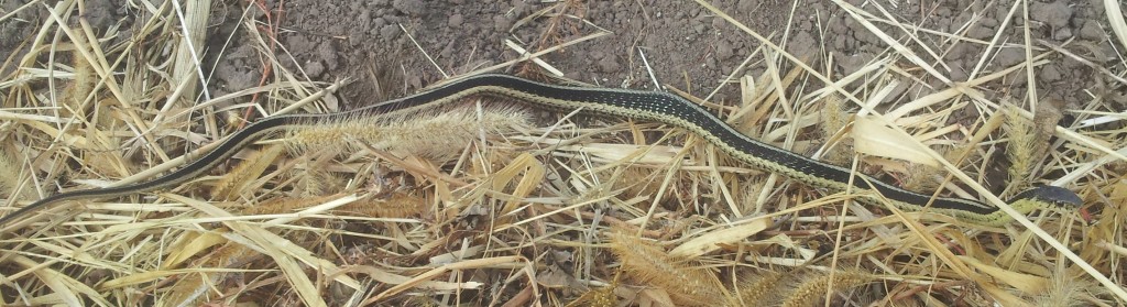 garter snake