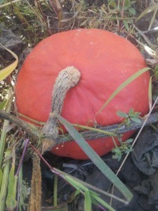 Red Kuri Squash