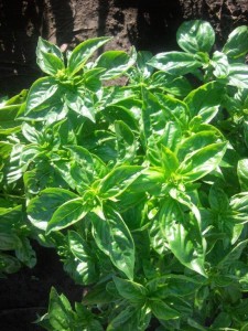 basil