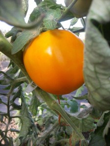 orange tomato