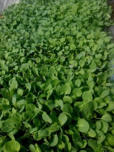 brassicas cold frame