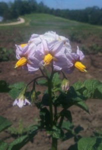 potato flower cropped