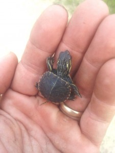 turtle compressed