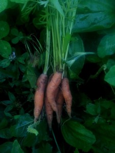 carrots