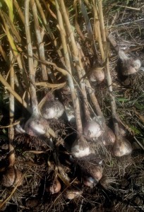 Garlic bulbs