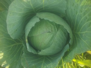 cabbage