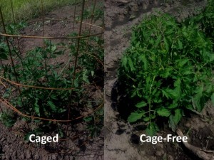 Caged Cage Free Tomatoes