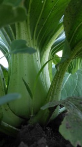 Bok Choi Gigantic