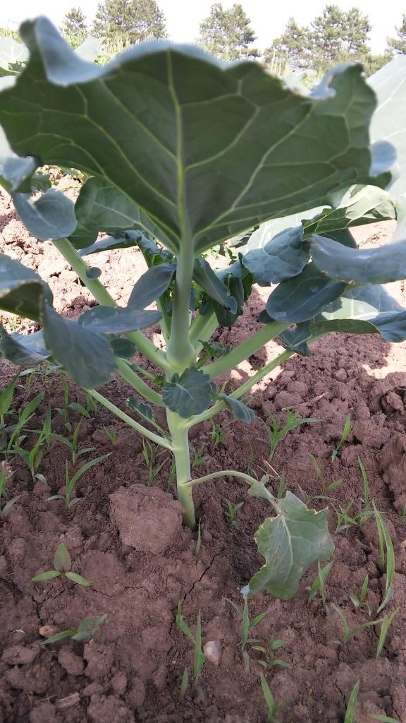 broccoli