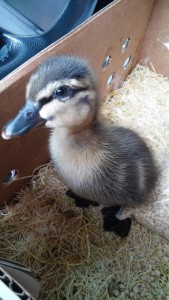 duckling