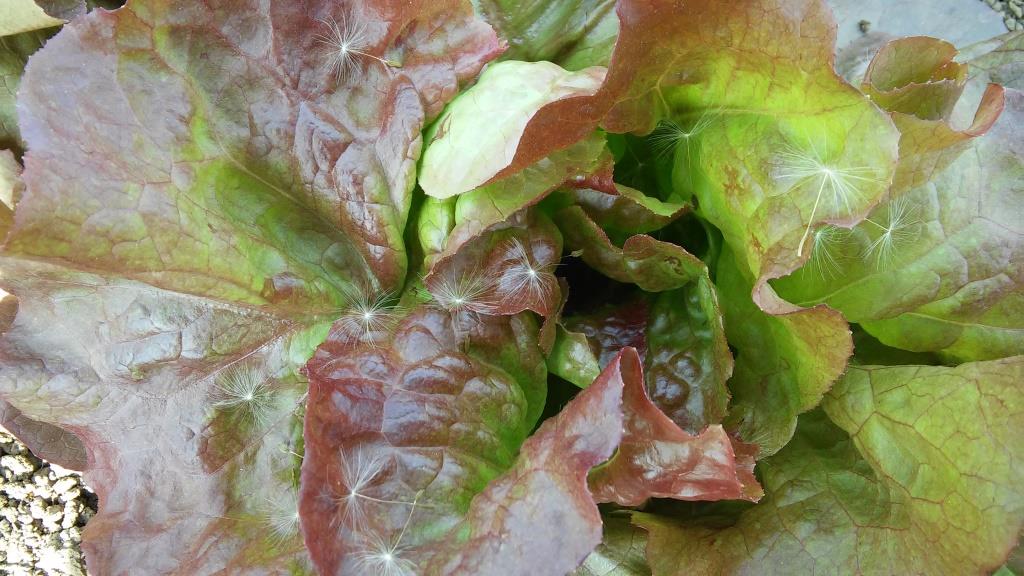 The lettuce is looking fantastic, except for the dandelion seeds...