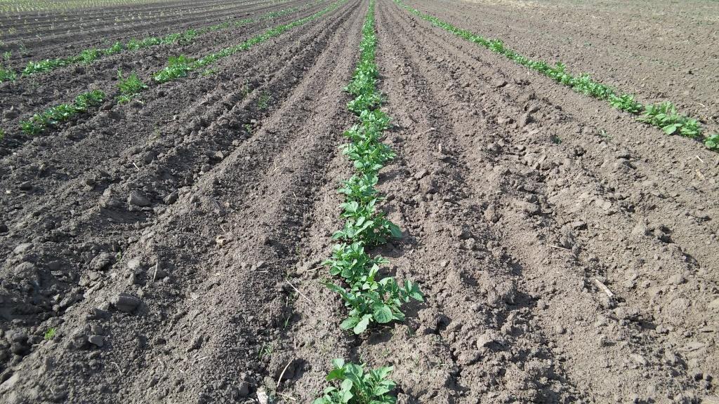 potato rows