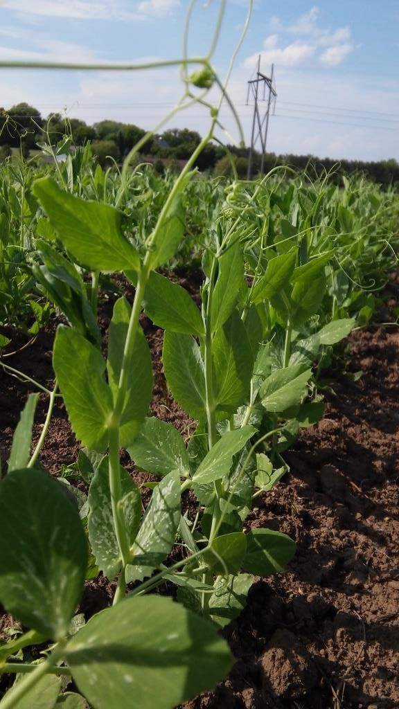 snap peas