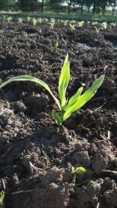 Sweet Corn