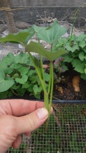 Sweet Potato Slip