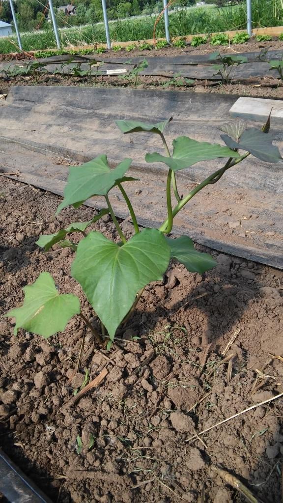 Sweet potatoes are vining already. Last season we didn't even have the slips by this time!