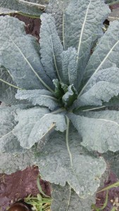 dinosaur kale