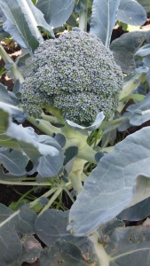 first broccoli