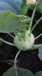 kohlrabi