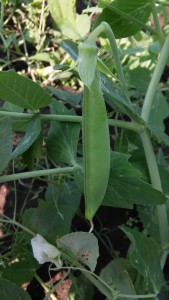 snap pea