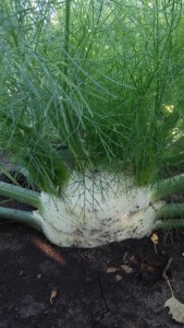 fennel