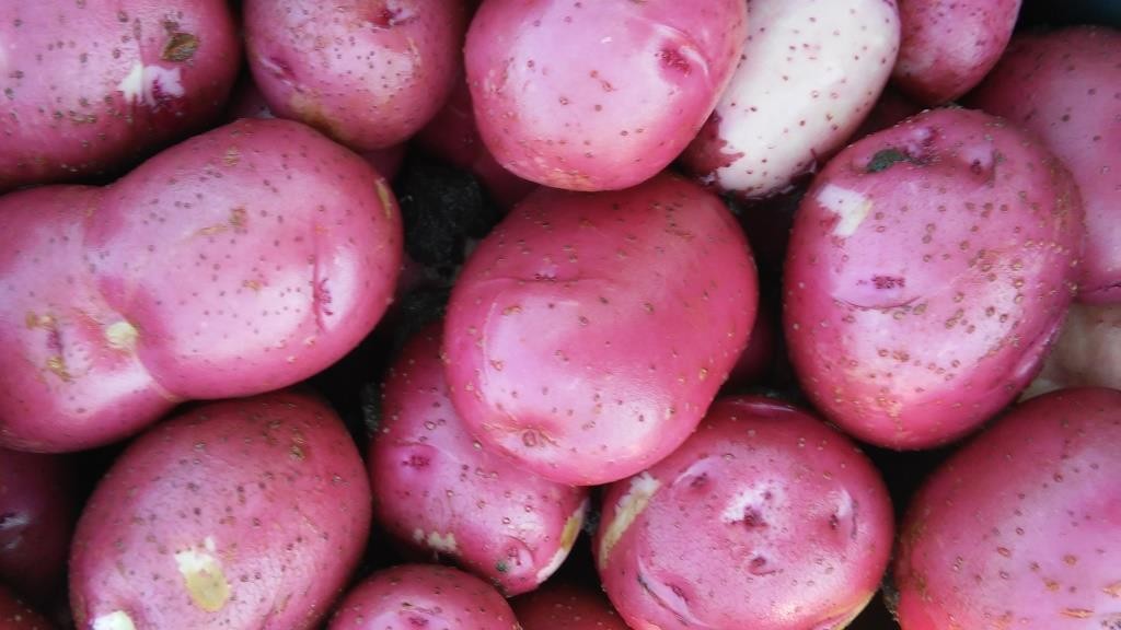 new potatoes