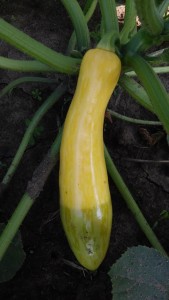 summer squash 2